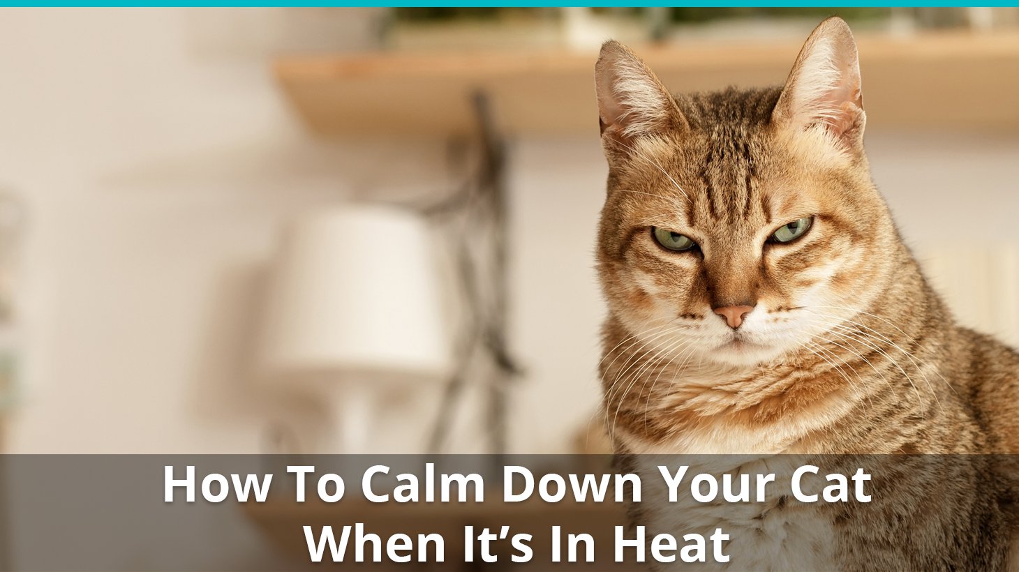 How To Help Calm Down A Cat In Heat Calming Remedies,Freeze Mushrooms