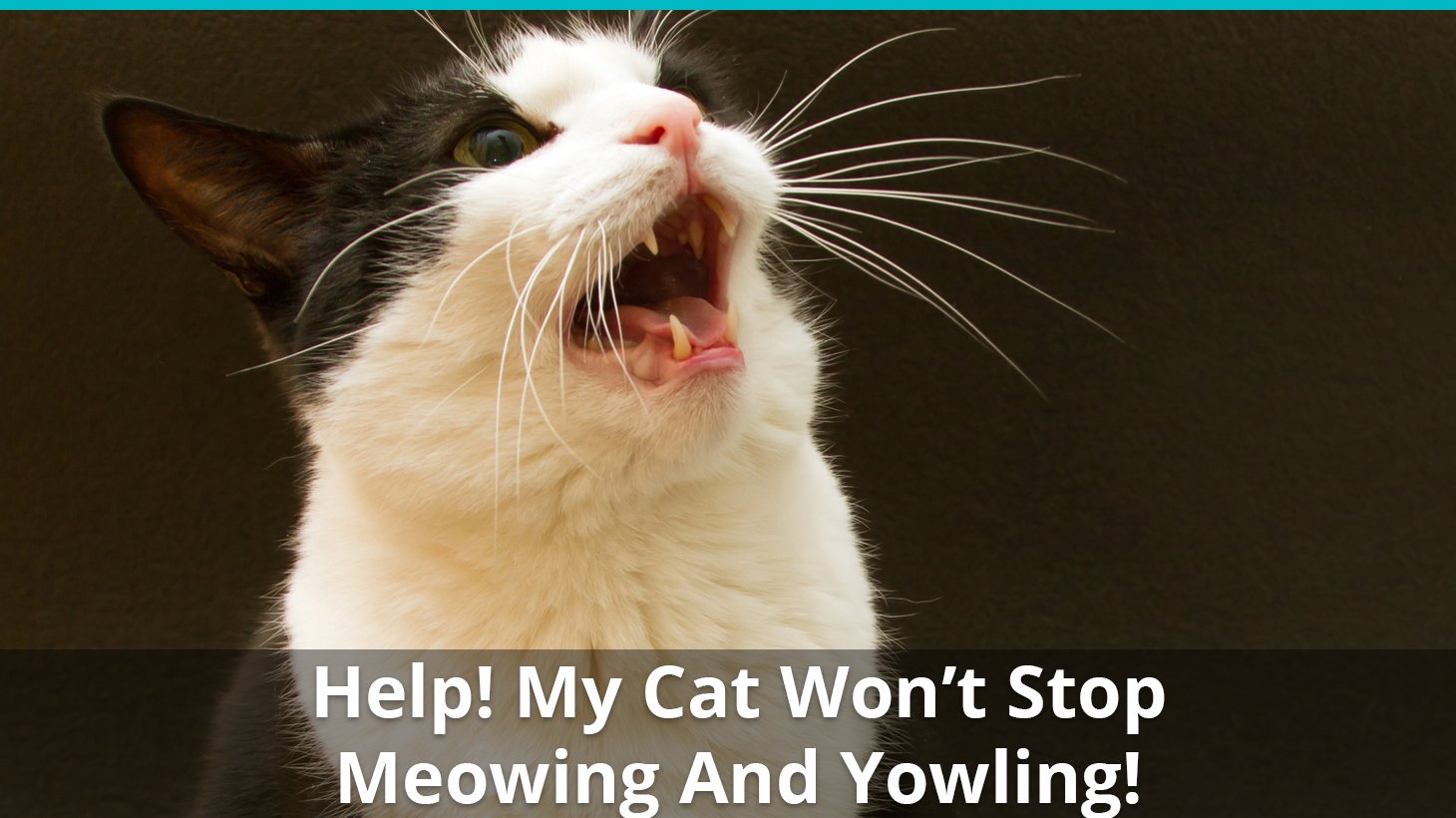 What To Do If Your Cat Won't Stop Meowing Or Yowling How To Stop It