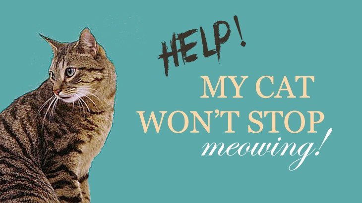 Help! My Cat Won't Stop Meowing! Catological