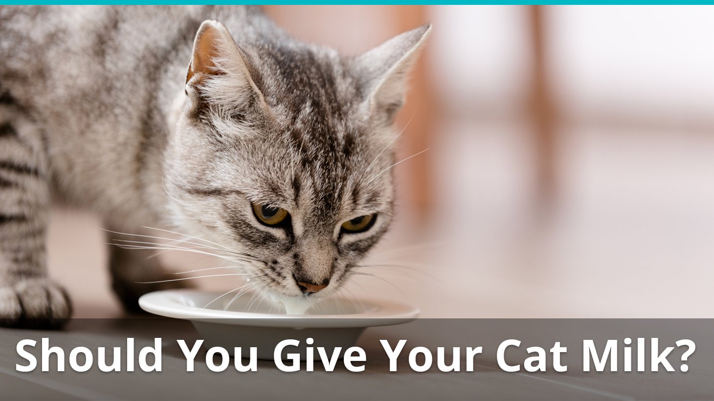 Is Milk Bad For Cats? Are They Lactose Intolerant? Is It Good For Kittens?