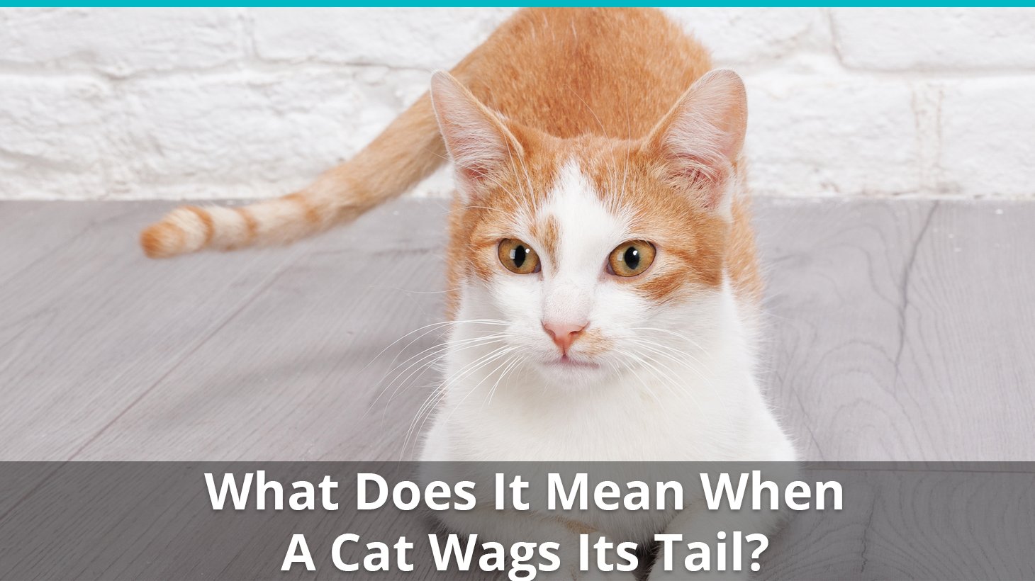 What Does It Mean When A Cat Wags Its Tail? Find Out Here!