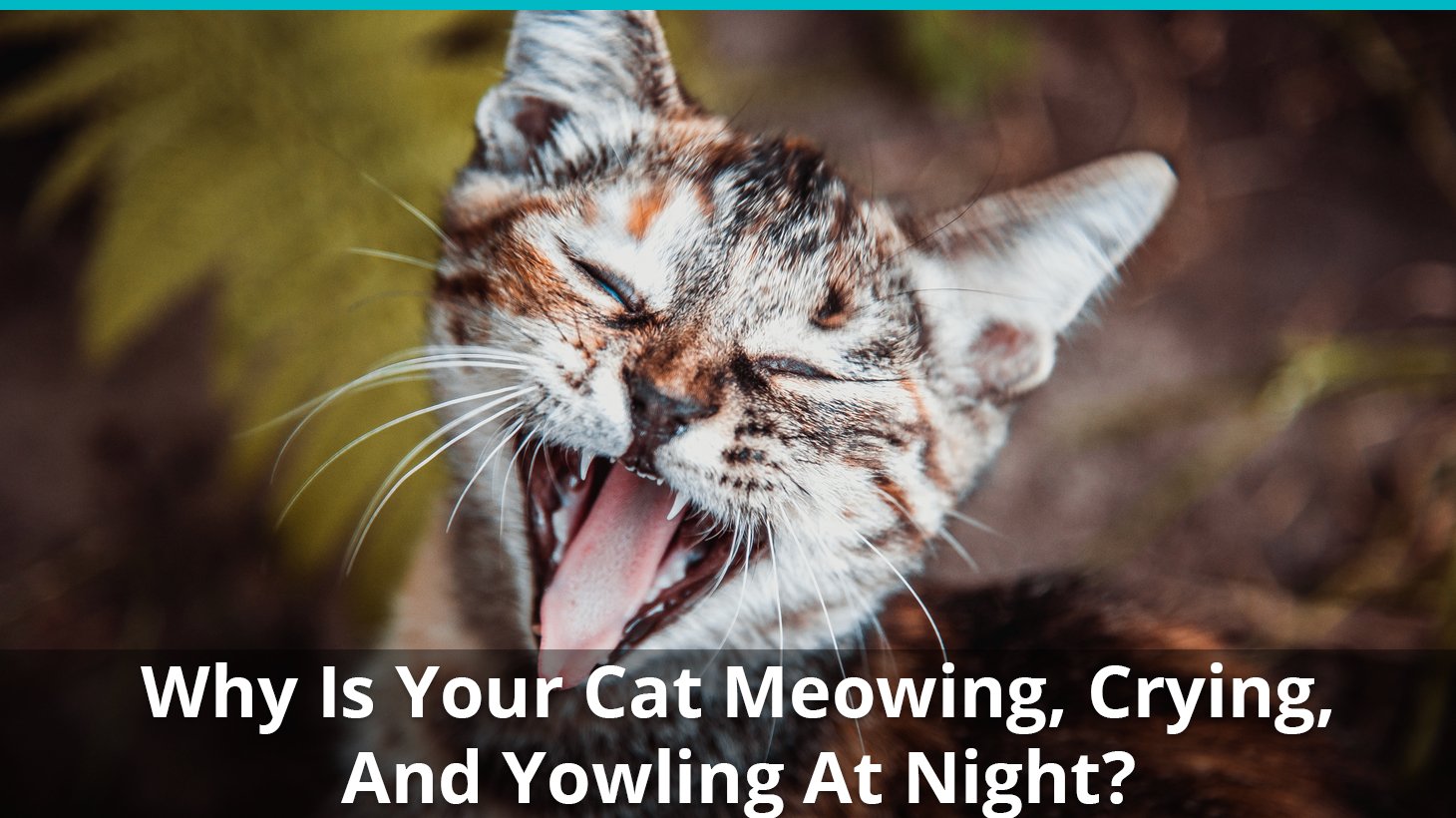My Cat Meows At Night Why And What To Do Zooplus Magazine