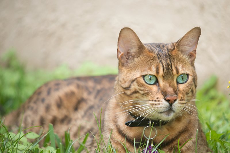 Top 6 Cat Breeds That Don't Shed (That Much) Is There Such A Cat?
