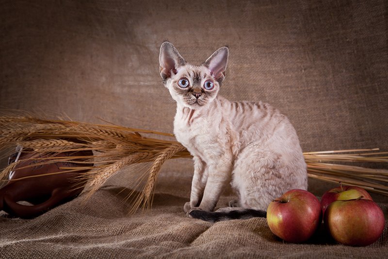 Top 6 Cat Breeds That Don't Shed (That Much) Is There Such A Cat?