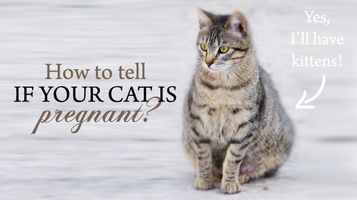 How To Tell If Your Cat Is Pregnant - Catological