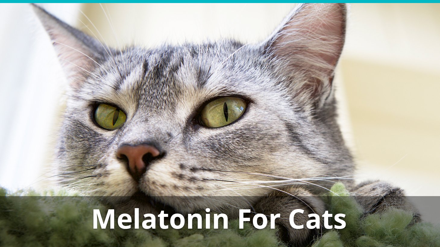 human melatonin for cats