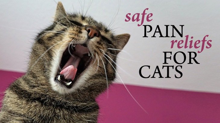 Pain Relief For Cats Catological