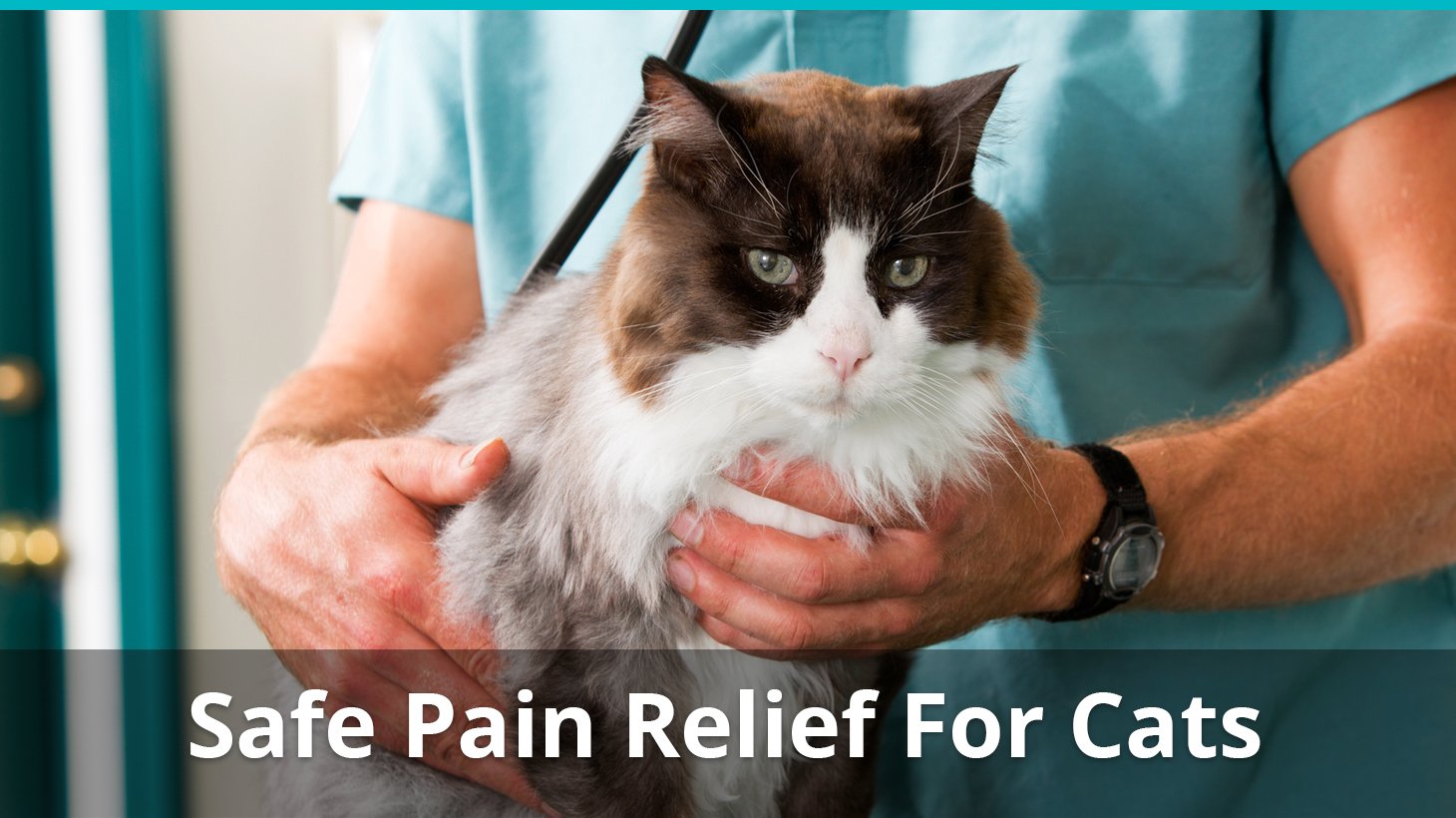 Safe Pain Relief For Cats What Can You Give A Cat For Pain At Home?
