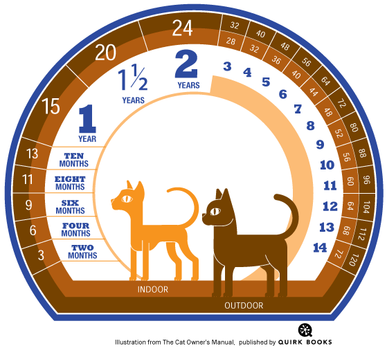 How Long Do Cats Live? And How To Calculate Your Kitty's ...