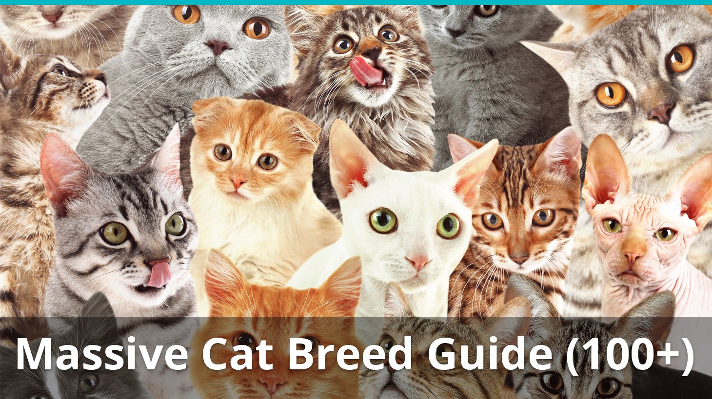 The Ultimate Guide To Different Types Of Cat Breeds 100 Feline Breeds