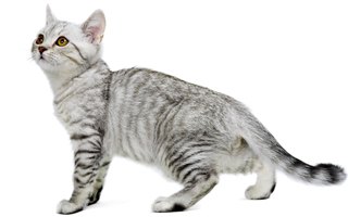 The Ultimate Guide To Different Types Of Cat Breeds 100 Feline