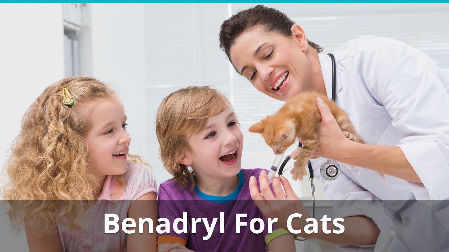 34 Best Images Benadryl Dosage For Cats Travel / Does Benadryl Help With Anxiety | Examples and Forms