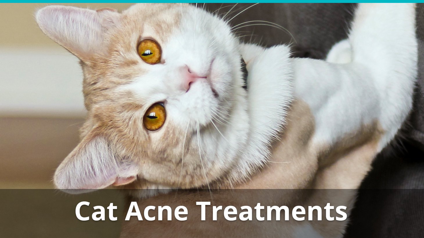 Cat Acne: What Is Feline Chin Acne And What Is The Right ...