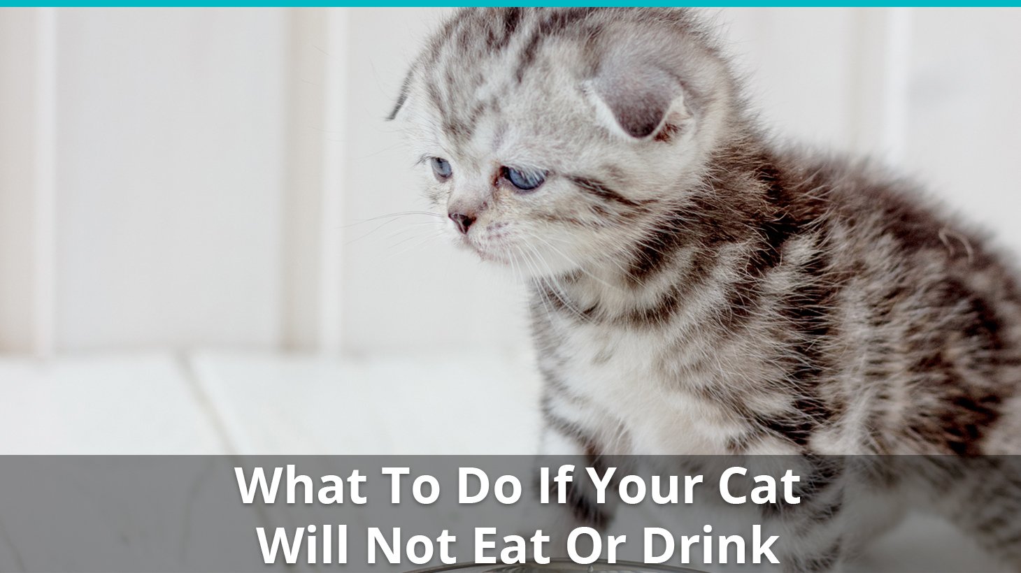 Help! My Cat Won't Eat Or Drink! What To Do When Kitty Refuses