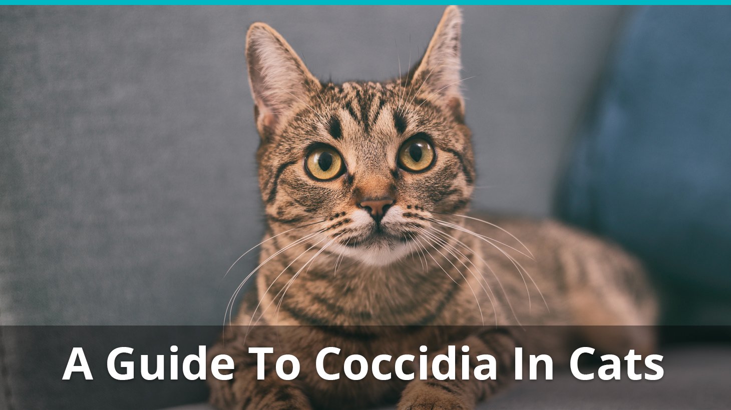 Coccidia In Cats And Kittens: What Is It, Symptoms, Treatments, And More1460 x 820