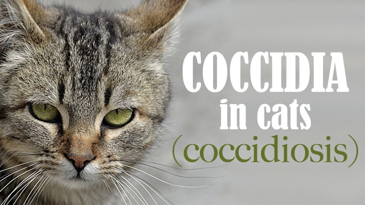 Coccidia In Cats - Catological