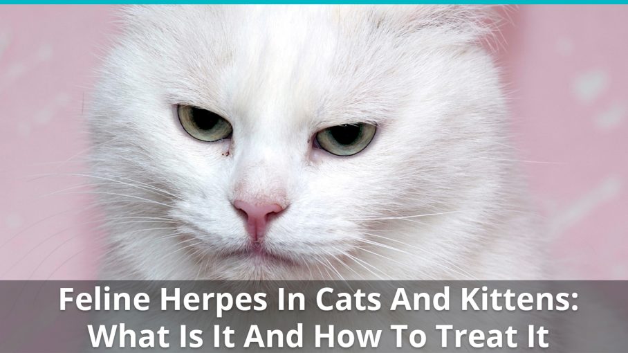 Feline Herpes In Cats And Kittens What Is It, Symptoms, & Treatment