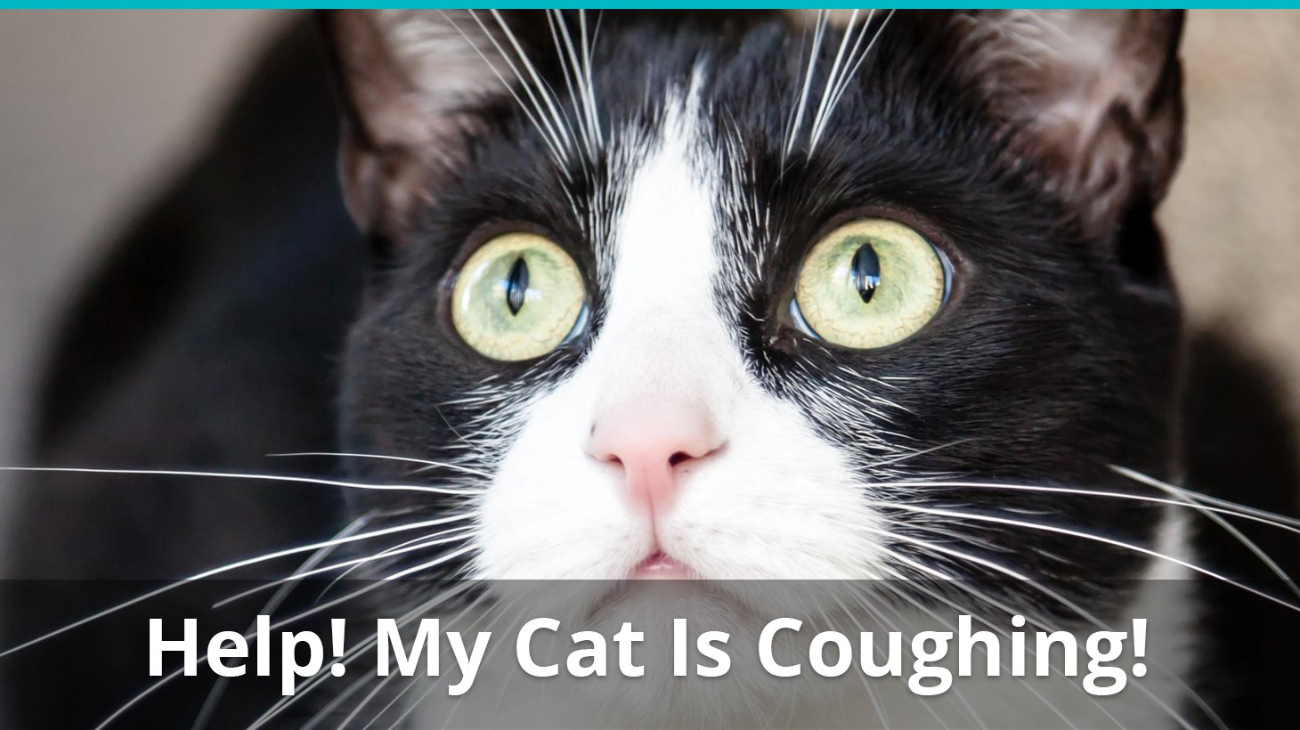 What To Do When Your Cat Is Coughing Or Wheezing