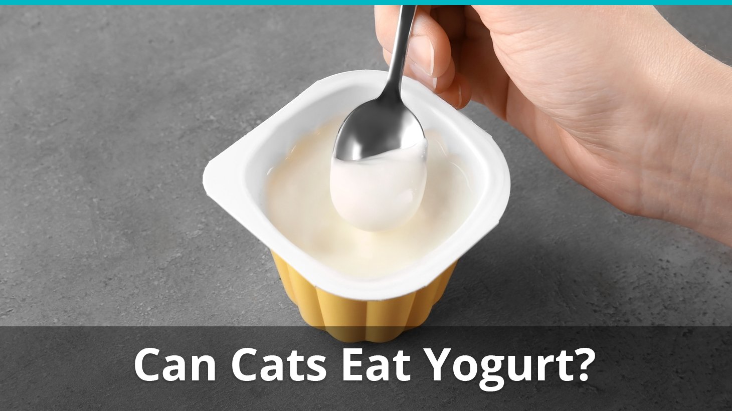 33 Best Pictures Can Cats Have Honey Yogurt Can Dogs Eat Yogurt Is