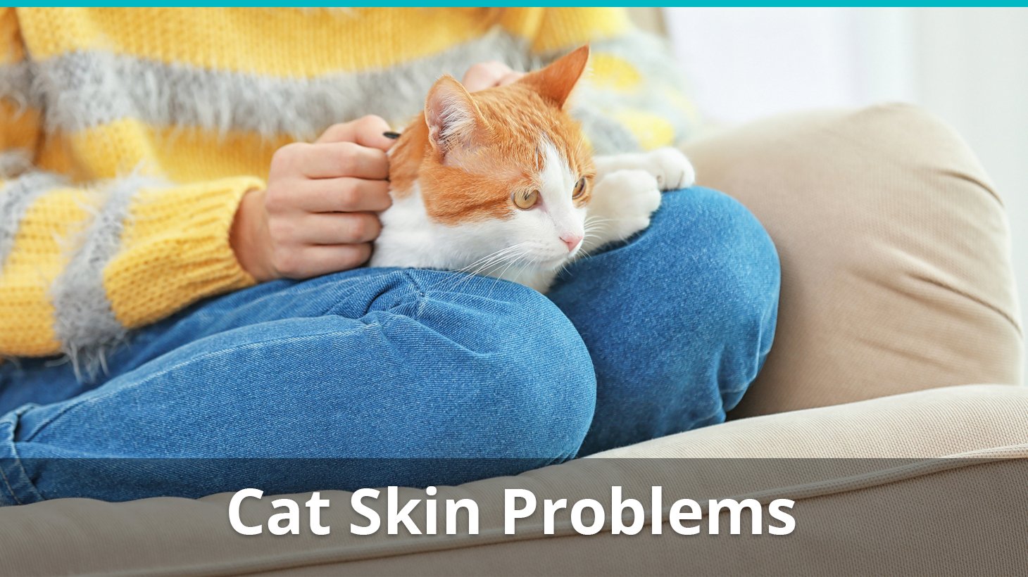 Skin Problems And Conditions In Cats Types Symptoms And Treatment