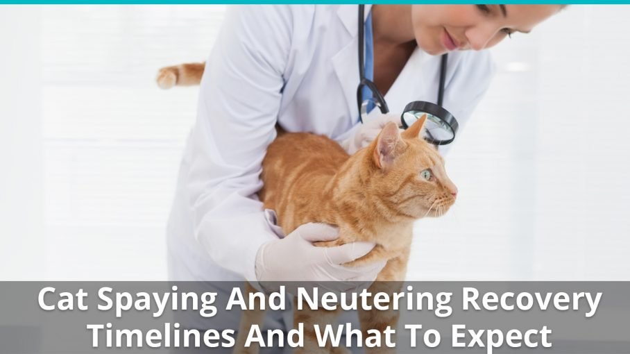 do boy cats get spayed or neutered