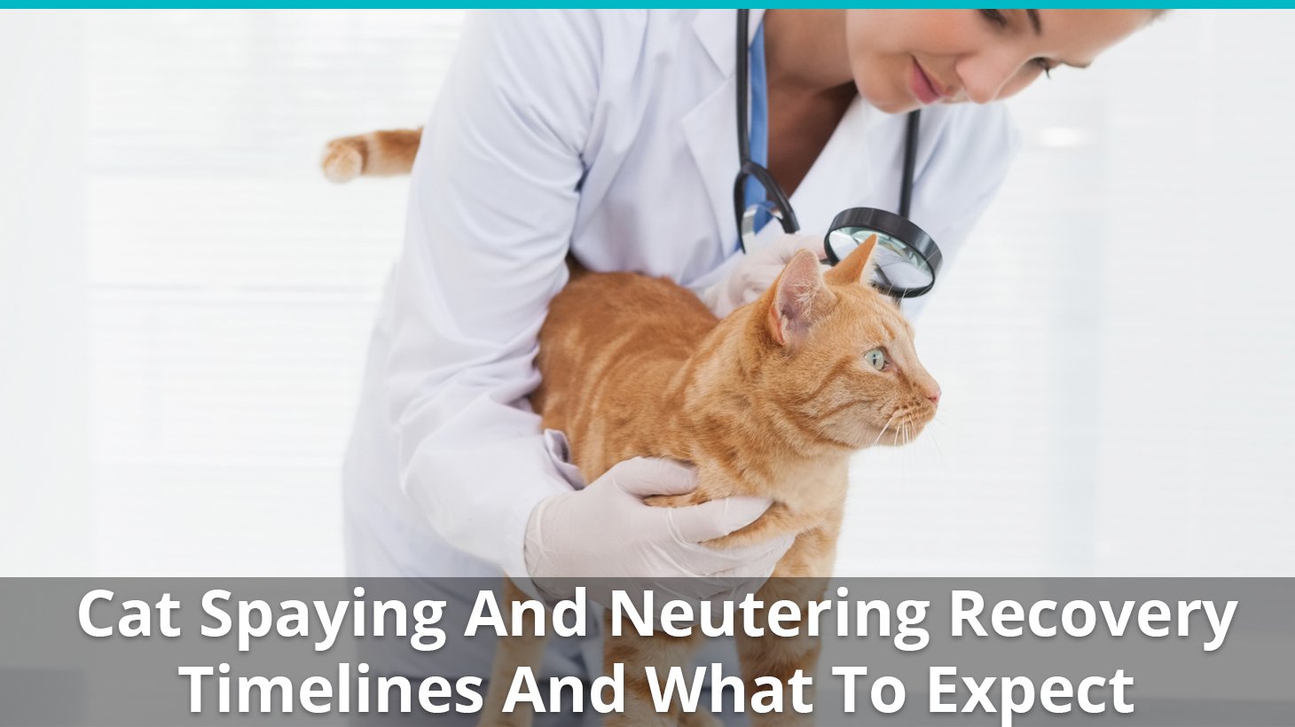 Cat Spaying And Neutering Recovery Timelines And What To Expect