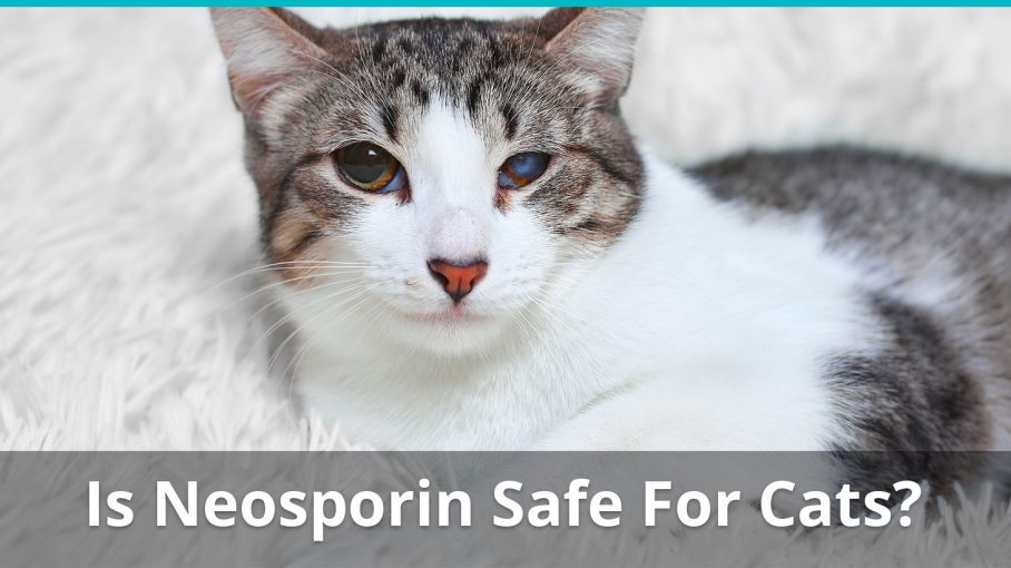 Can You Put Neosporin In Your Eye For A Scratch Neosporin For Cat Wound Care Is It Safe Can You Use It