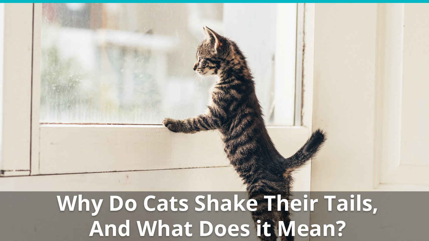 Why Do Cats Shake Or Vibrate Their Tails And What Does It Mean