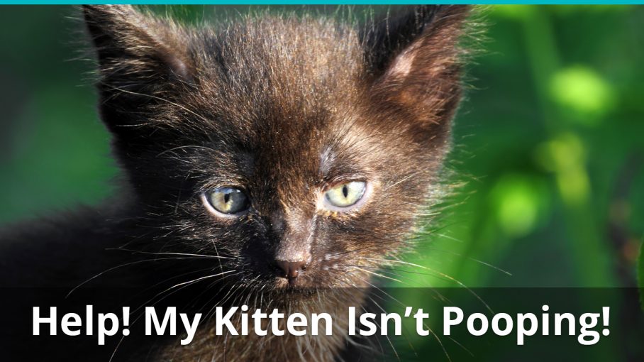 how to get a kitten to poop