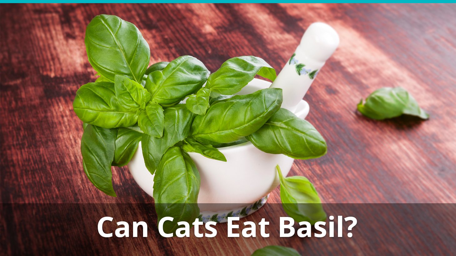 Can Cats Eat Basil? Is It Safe And Good, Or Toxic And Bad For Them?