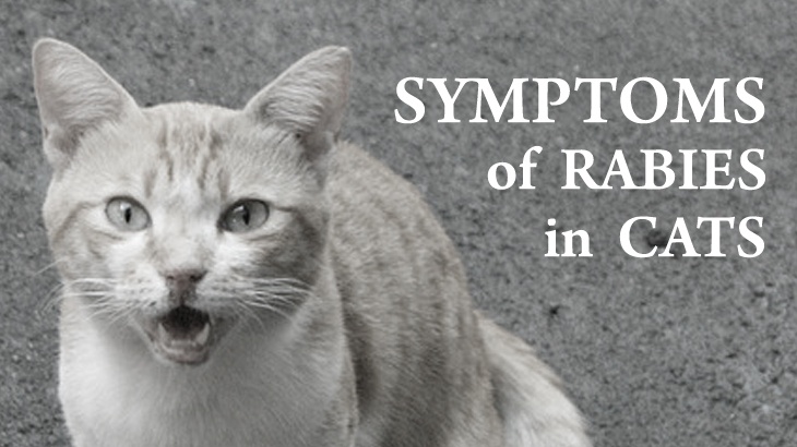 Rabies in Cats Causes, Transmission, Signs, Diagnosis, and Prevention