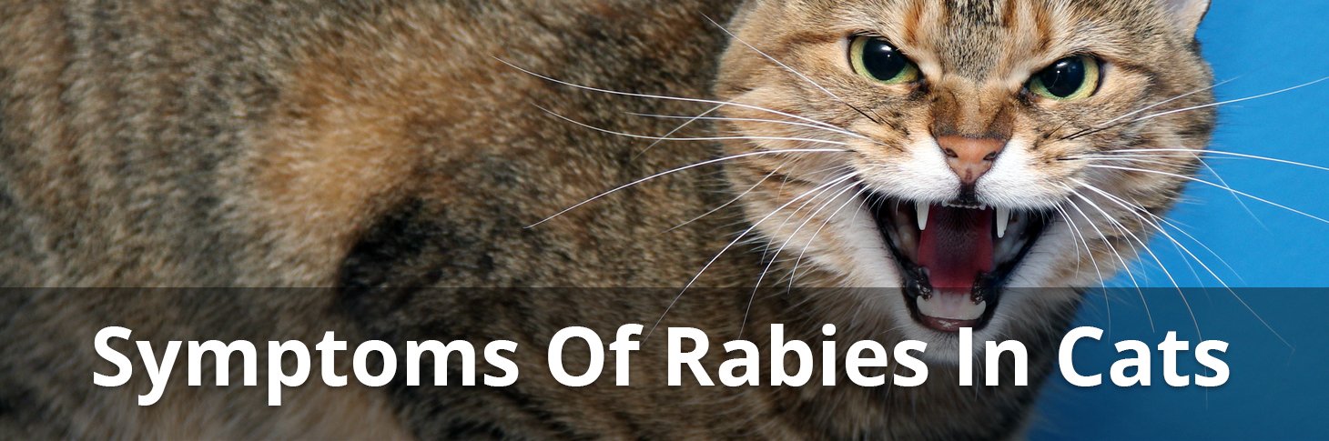 Rabies In Cats Symptoms, Causes, Treatments, and What To Do