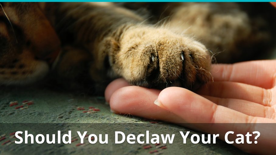 Should You Declaw Your Cat Or Is It Bad? Reasons Why Not To Do It