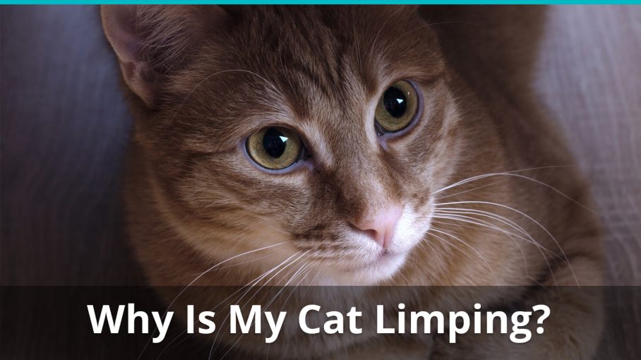 Why Your Cat Might Be Limping On It's Front Or Hind Leg And What To Do