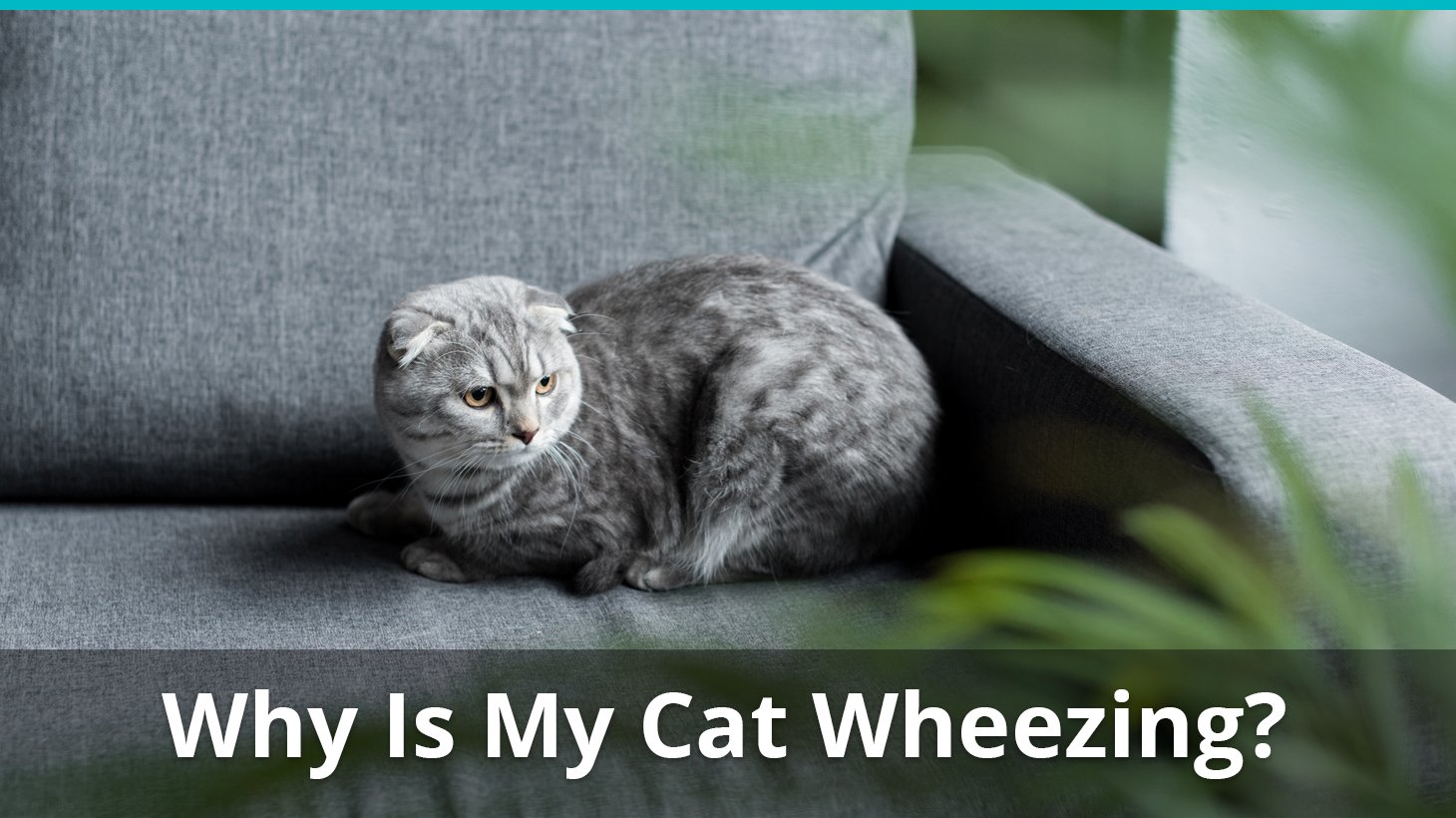 Cat Wheezing | What To Do, Why It Happens, How To Help Them