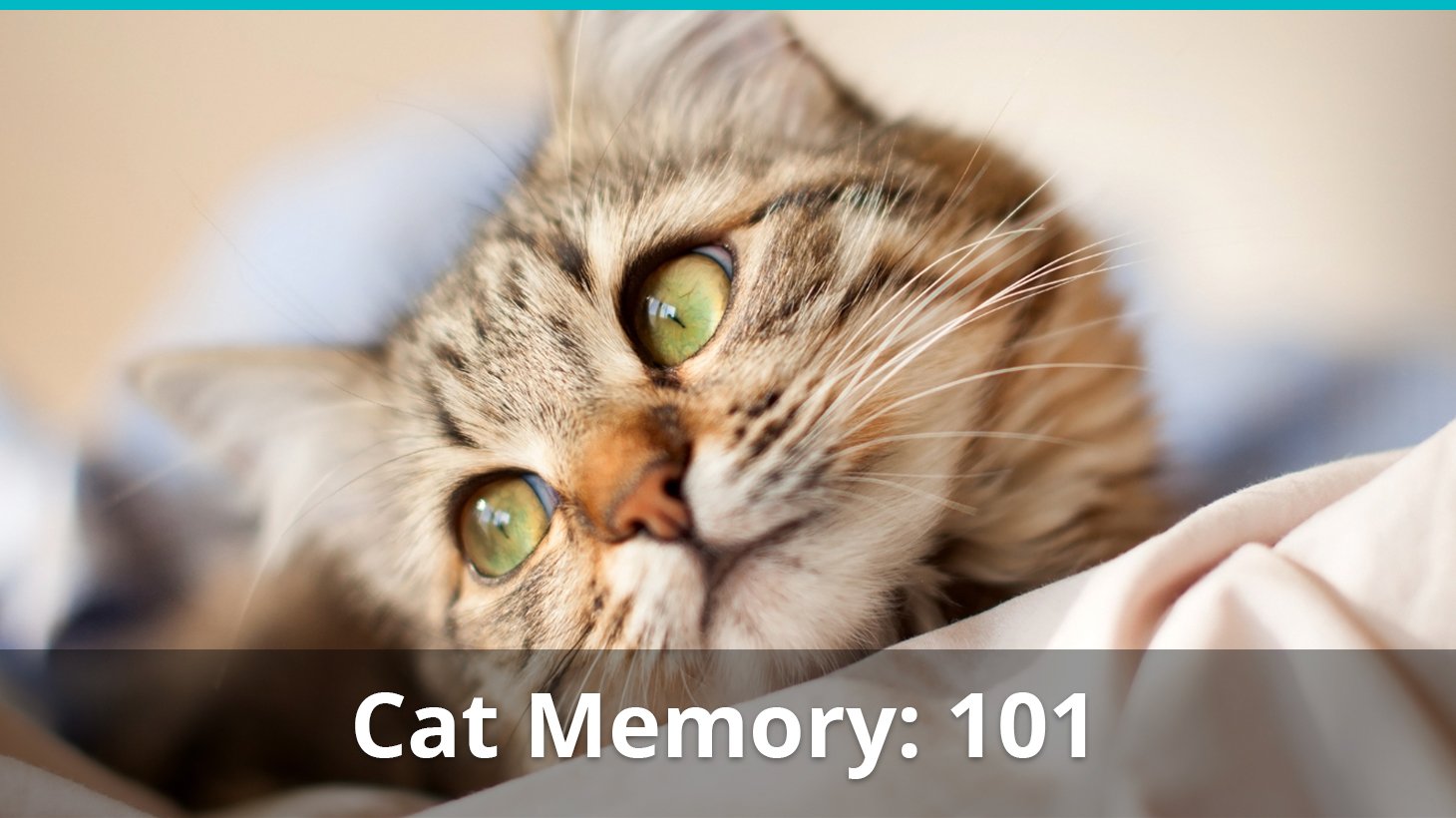 Cat Memory: Do Cats Have A Good Memory 