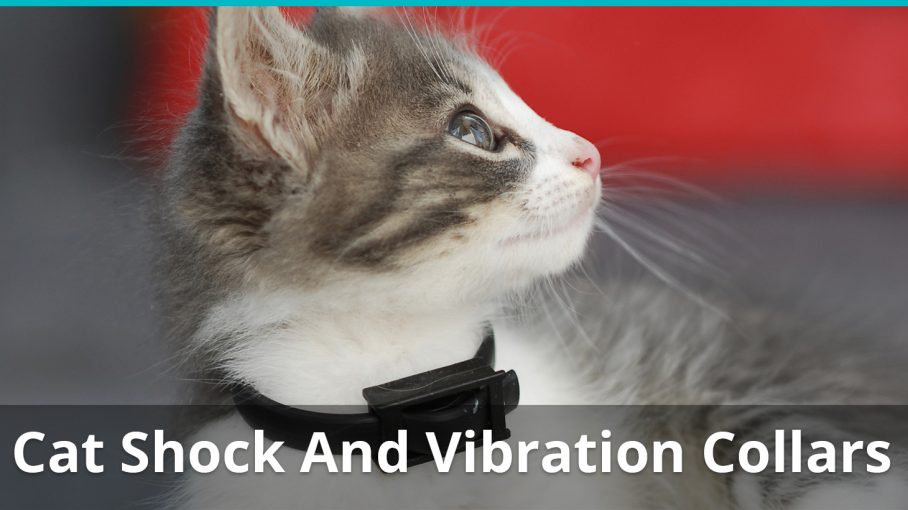 Electric Shock Collars For Cats And Kittens Are They Safe Best Ones