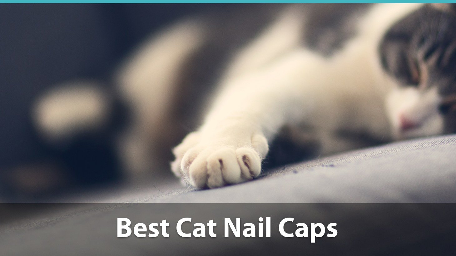best cat claw covers