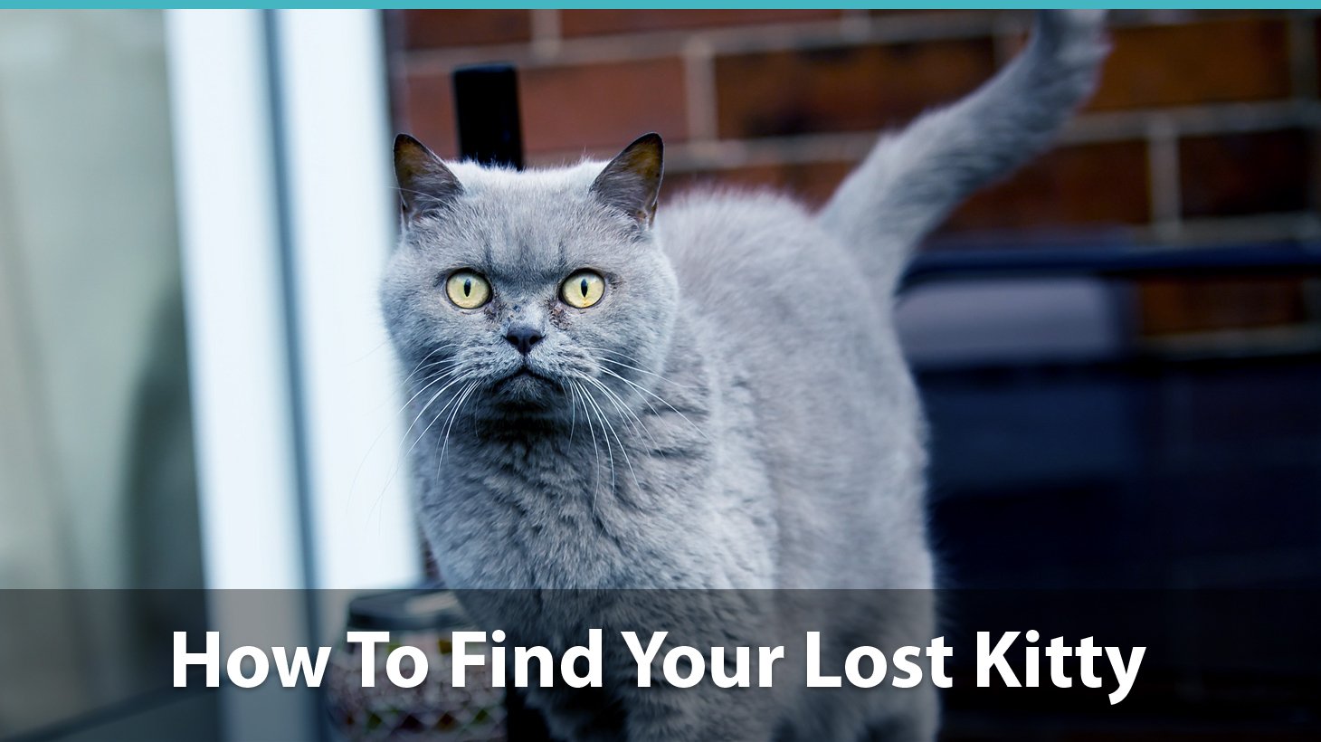 how to find your cat in your house