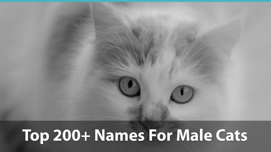 best cat names for boy cats