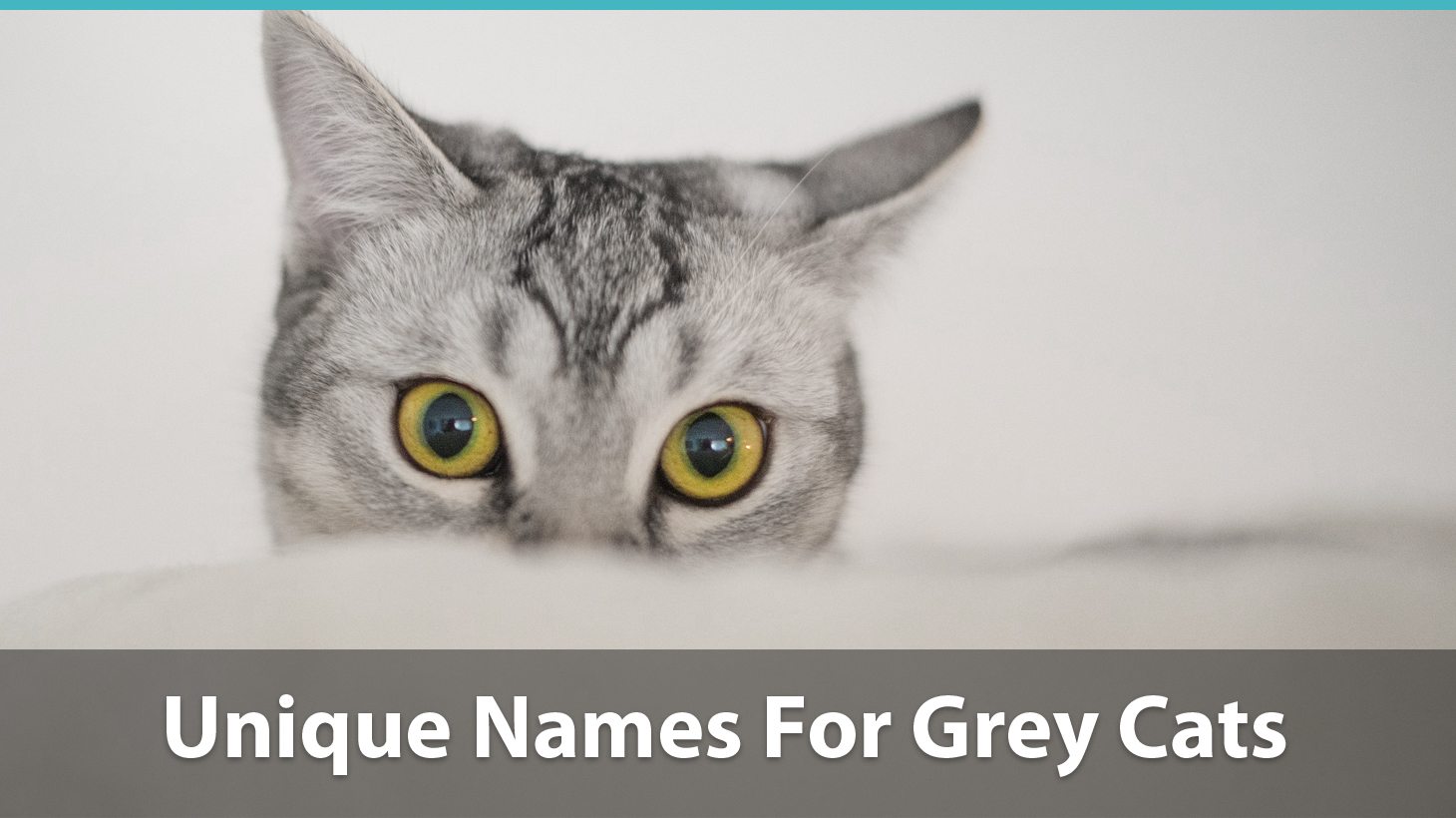 49 Best Photos Female Cat Names Grey Tiger / Bengal Cat Facts Bengal Cat World