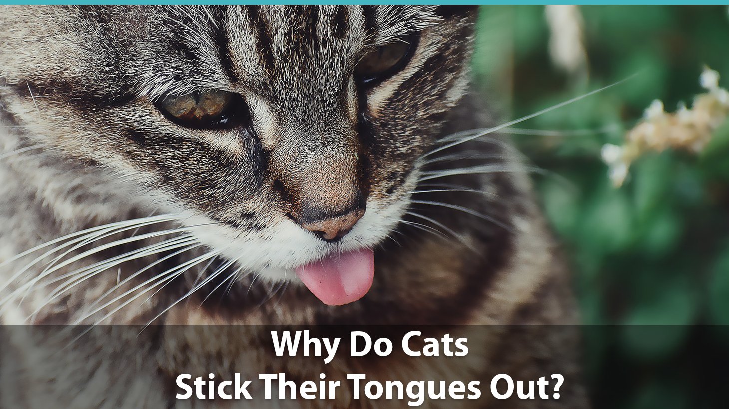 Why Do Cats Stick Their Tongues Out 6 Surprising Cat Tongue Facts