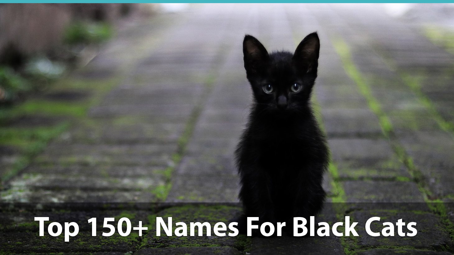 Top 150 Names For Black Cats Funny Unique Pop Culture And More