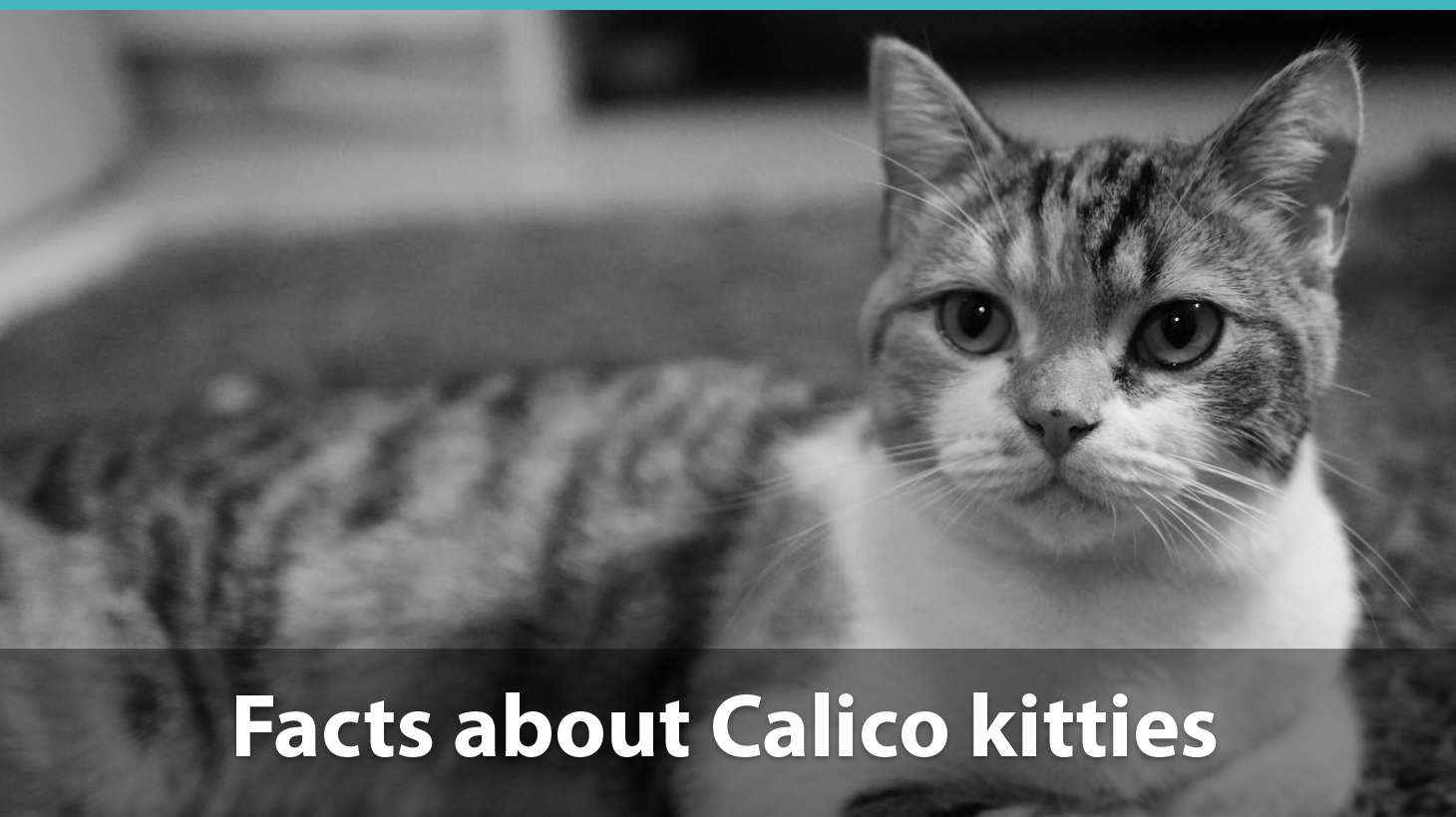 Facts About Calico Cats What You Need To Know About These Kittens