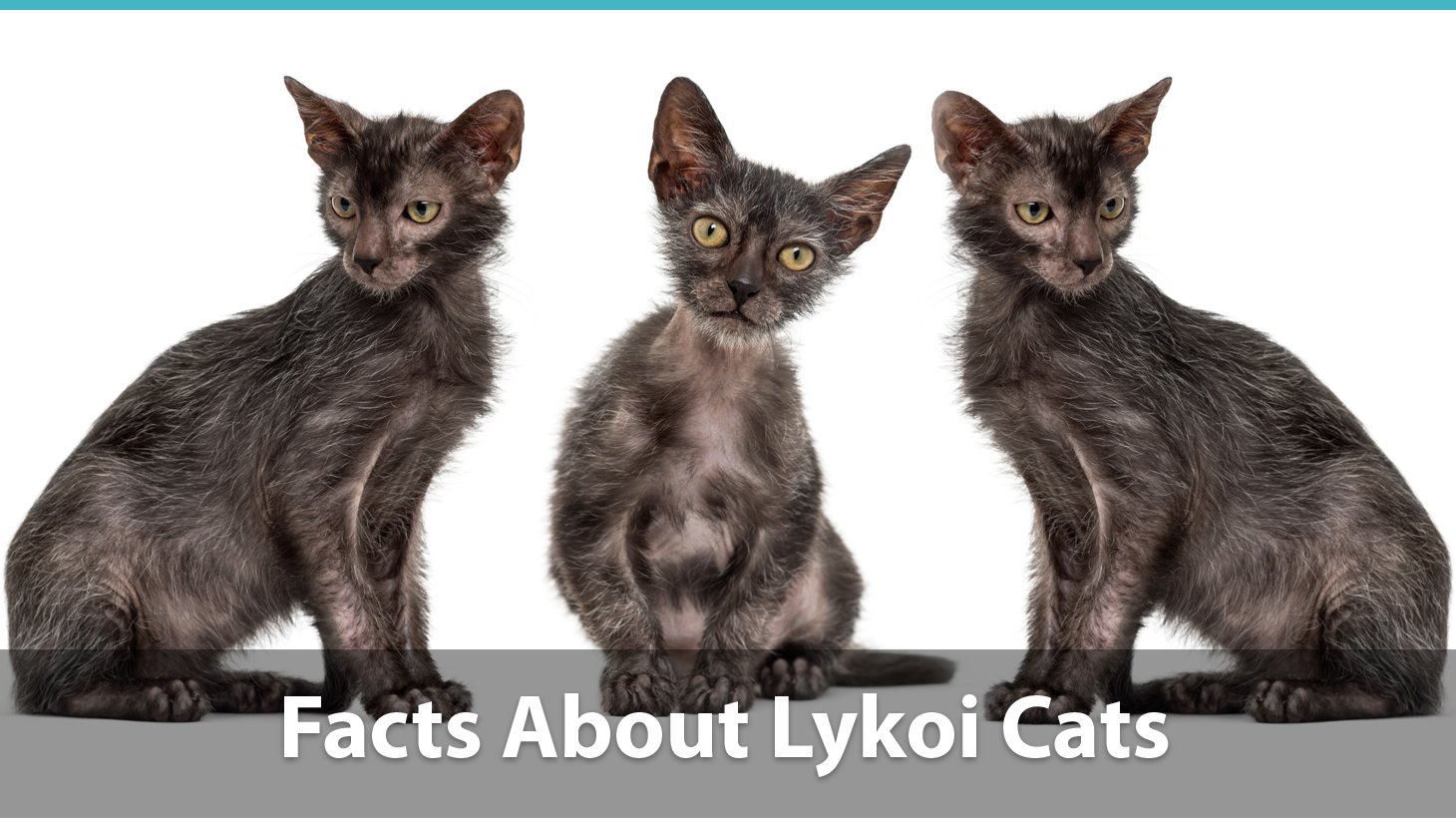Lykoi Cat Facts | What You Need To Know 