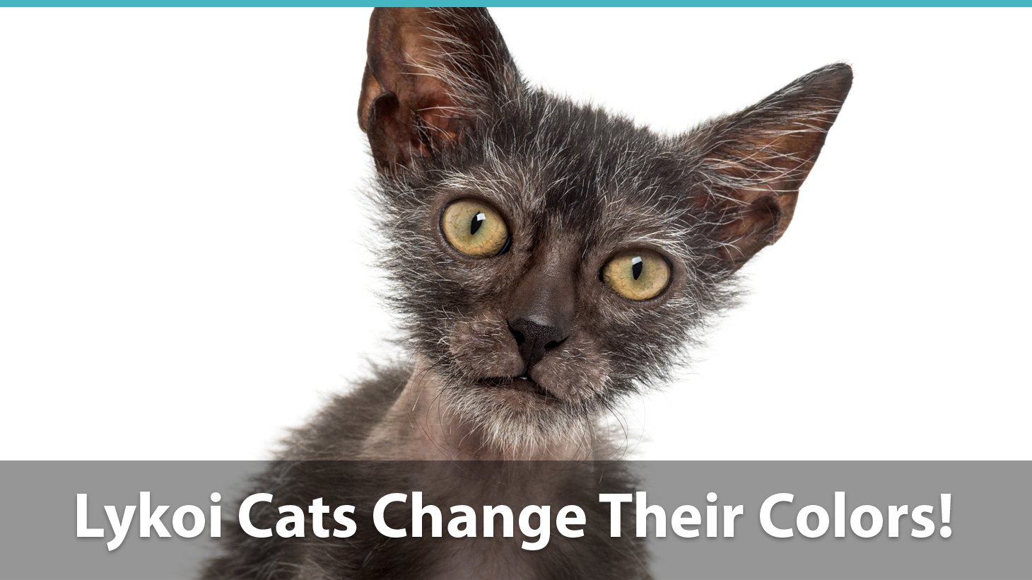 Lykoi Cat Facts | What You Need To Know About These ...