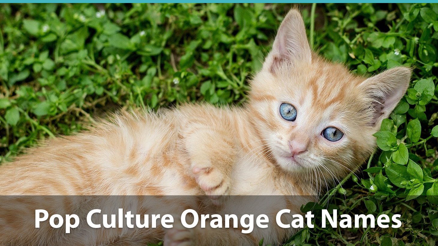 famous orange cats