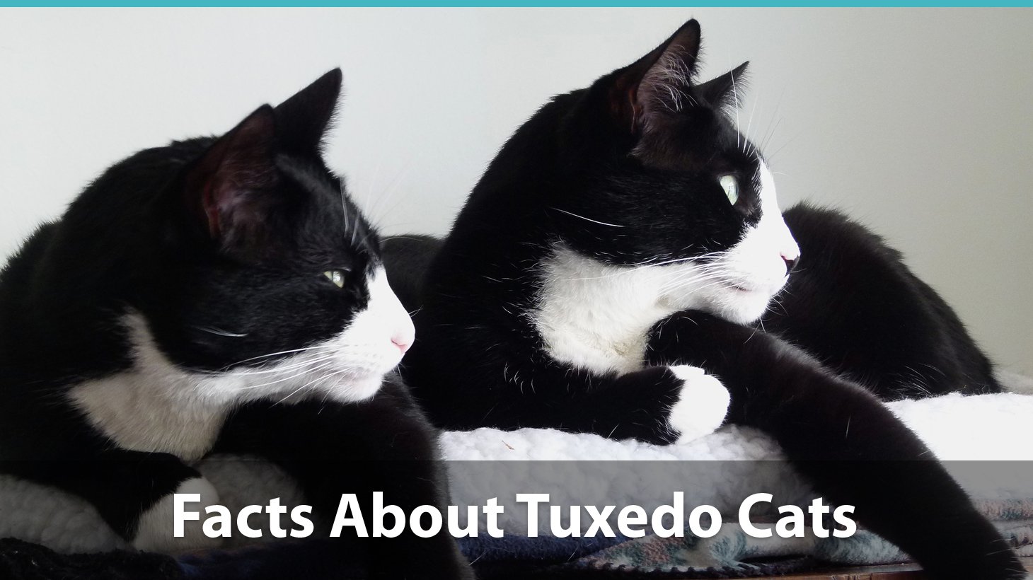 tuxedo cat kittens for sale