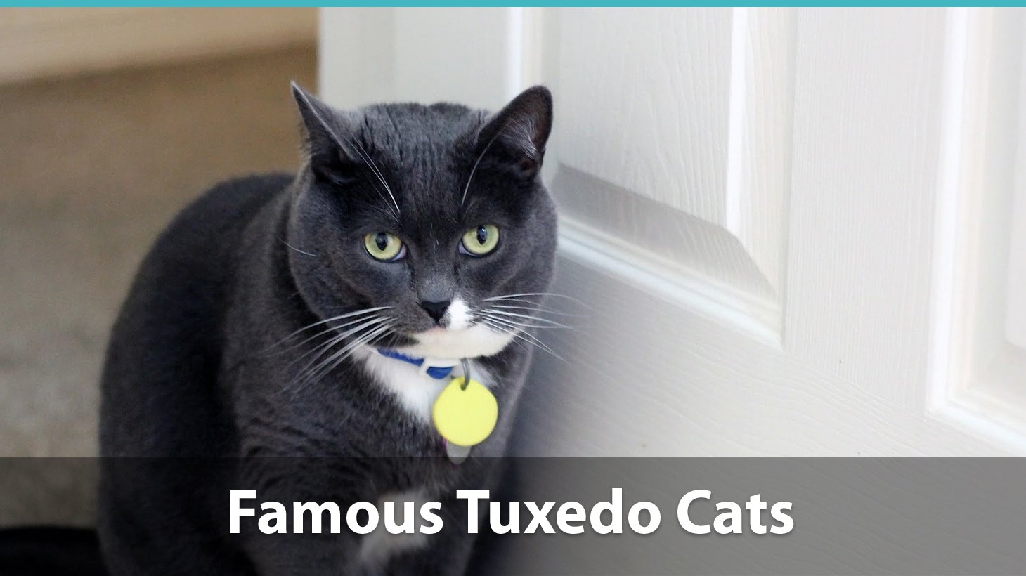 Facts About Tuxedo Cats What You Need To Know About These Kitties,Declutter Your Home