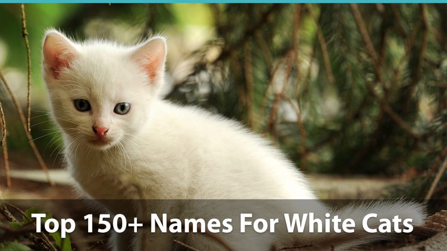 Top 150 Names For White Cats Funny Traditional Unique And More